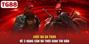 Luật Đá Gà TG88 Về 3 Hạng Cân Và Thời Gian Thi Đấu